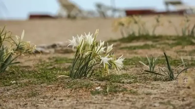 Bu Çiçeğe Dokunmanın Cezası 550 Bin TL! İşte Koparmanın Bedeli Ağır Olan O Bitki