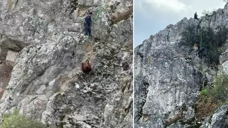 Burdur'da Mahsur Kalan 12 Keçi AFAD Ekipleri Tarafından Kurtarıldı