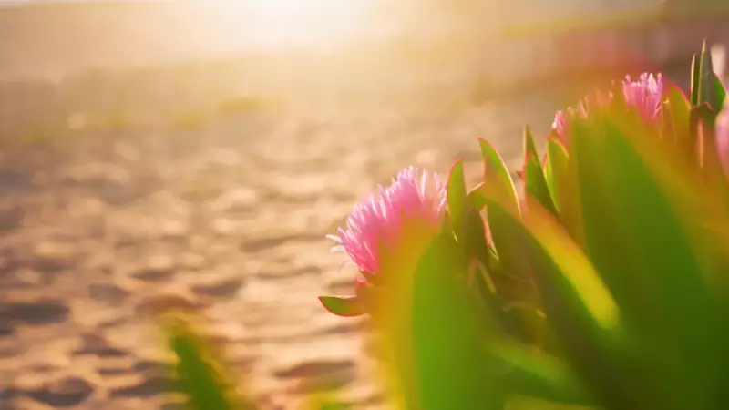 Buz Çiçekleri İstilası: Sahillerdeki Renkli Tehlike