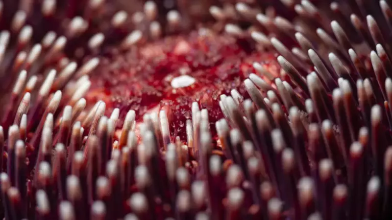 Deniz Kestanelerinin Gizemli Beyni: Tüm Vücutlarıyla Görüyorlar!