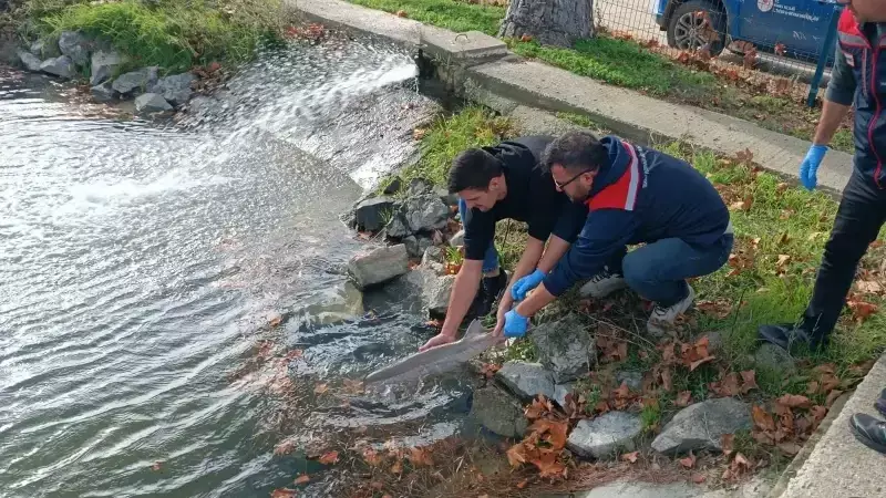 Edirne'de Nesli Tükenen Mersin Balığı Kurtarıldı: 1.5 Metrelik Dev