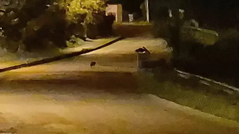 Şehir Merkezinde Açlık Mücadelesi: Çakal Yavrularının Dramı Görüntülendi!