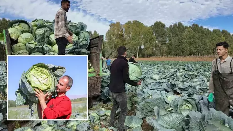 Erciş'te 500 Çiftçi 1700 Dekarda Ata Tohumu Lahana Üretti