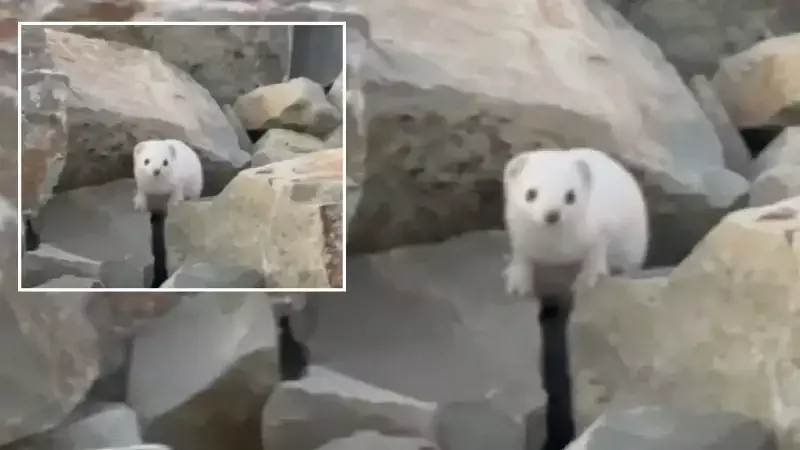 Gelinciklerin Nadir Görüntüsü Demirözü'nde Cep Telefonuyla Kaydedildi