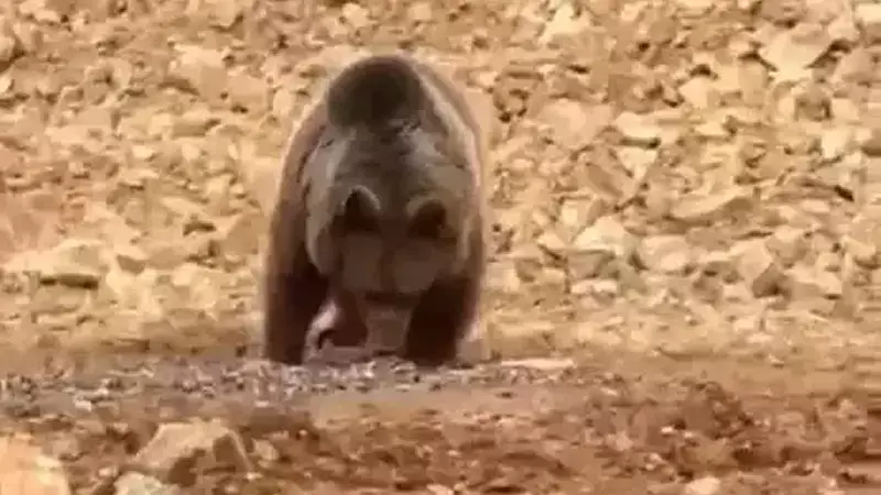 Gümüşhane'de Vatandaşların Yol Kenarında Ayıya Hamsi İkramı