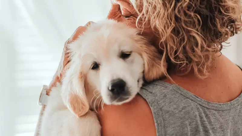 Golden Retriever ve İnsanların Duygusal Genleri Aynı Çıktı