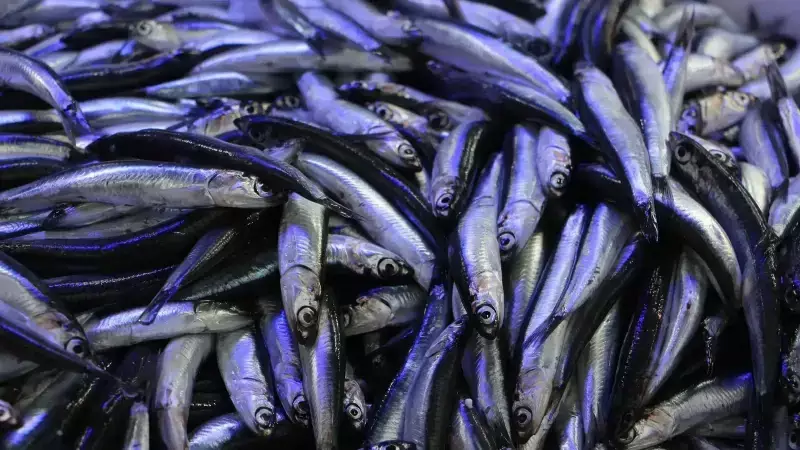 Hamsi Tezgahları Doldurdu: Kilogram Fiyatı 80 TL ile Yoğun İlgi Görüyor