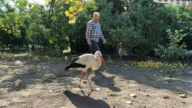Hatay'da Kümeste Tavuklarla Yaşayan Leylek Balıkla Besleniyor