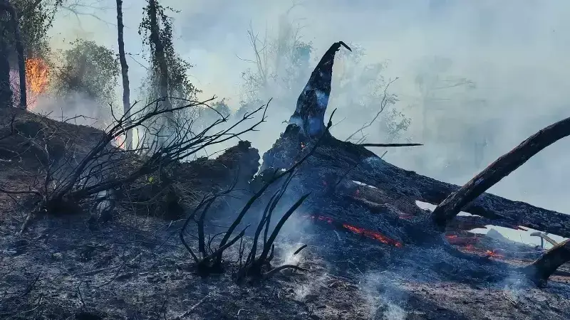 Hopa'da Çıkan Orman Yangını Rüzgarla Büyüdü: 100 Personel Sevk Edildi