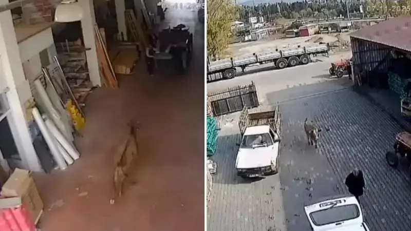 Ilgaz'da İnek İstilası: İnşaat Malzemesi Deposunda Kaos