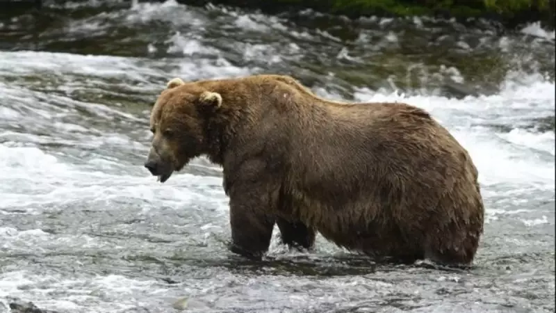 Japonya'da Havalimanı Krizi: Ayı Pisti İşgal Etti, Uçuşlar Durduruldu