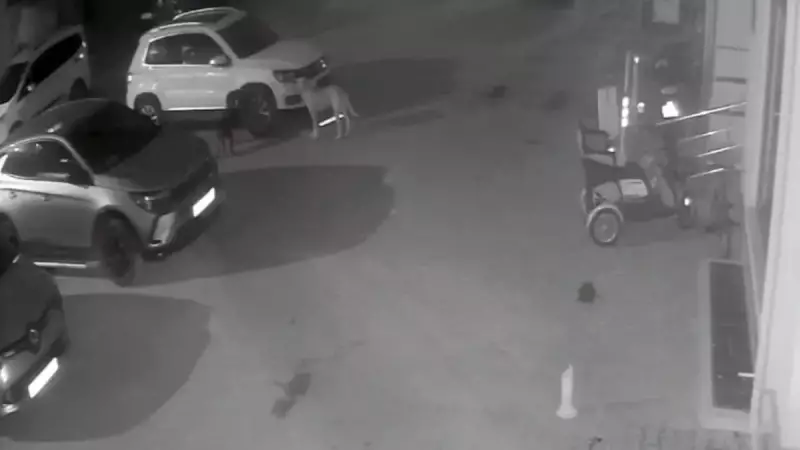 Kastamonu'da sokak köpekleri aracı parçaladı: 3 ayda 2 kez!