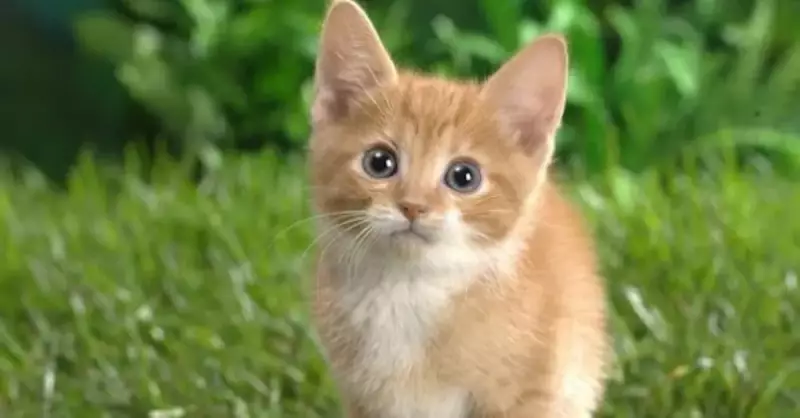 Kediler Haşlanmış Yumurta Yer Mi? Cins ve Yavru Kediler İçin Rehber