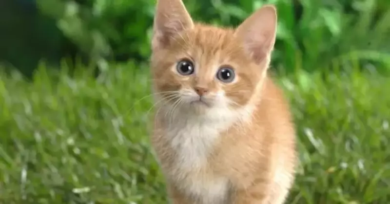 Kediler Karanlıkta Nasıl Görür? Gece Görüşü Hakkında Gerçekler