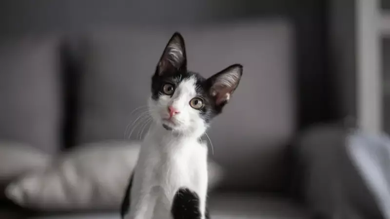 Kediler Neden Çamaşır Suyu Kokusunu Seviyor? Şaşırtan Sebep!