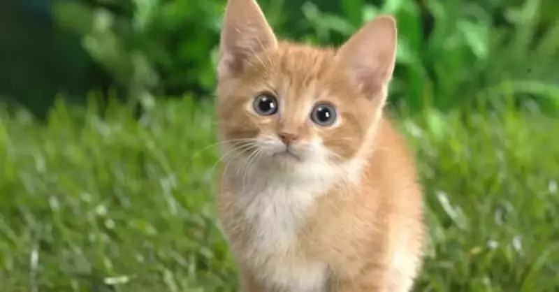 Kediler Sinek Yer Mi? Cins ve Yavru Kedilerde Riskler