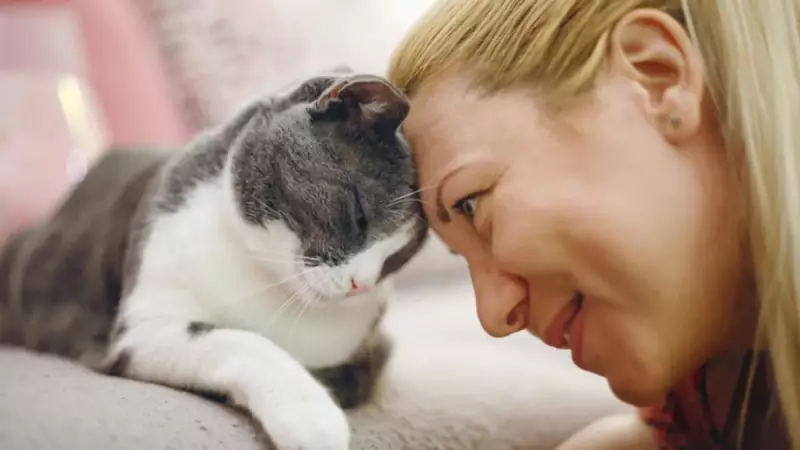 Kedilerin Evcilleşme Tarihi: Antik Mısır Sırrı Çözüldü