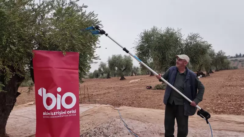 Kilis'te Bilim Tarlaya İndi: Üniversiteden Köylülere Zeytin Hasadı Eğitimi