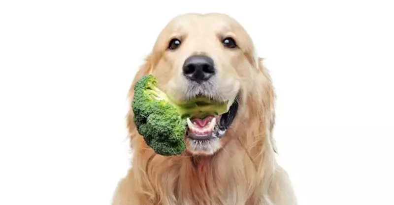 Köpeklere Yumurta Verilir Mi? Uzman Görüşleri ve Tavsiyeler