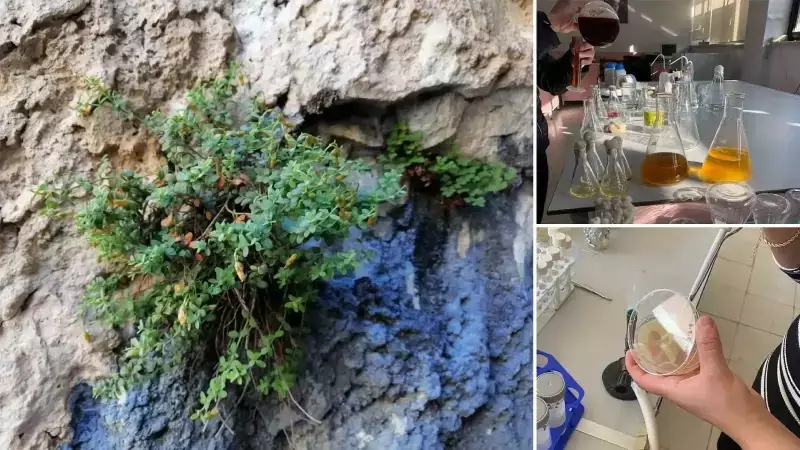 Malatya'nın Endemik Bitkisi Sarı Kantaronu Geride Bıraktı