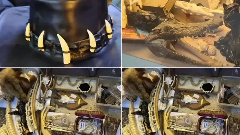 Maltepe'de Yaban Hayatı Kaçakçılığına Büyük Darbe: 106 Fil Dişi Tespih Ele Geçirildi