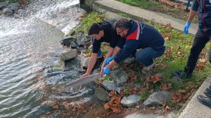 Meriç Nehri'nde Nesli Tükenmekte Olan Mersin Balığı Yakalandı