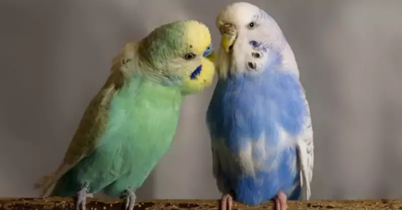 Muhabbet Kuşları Ekmek Yer Mi? İşte Uzman Görüşleri ve Riskler