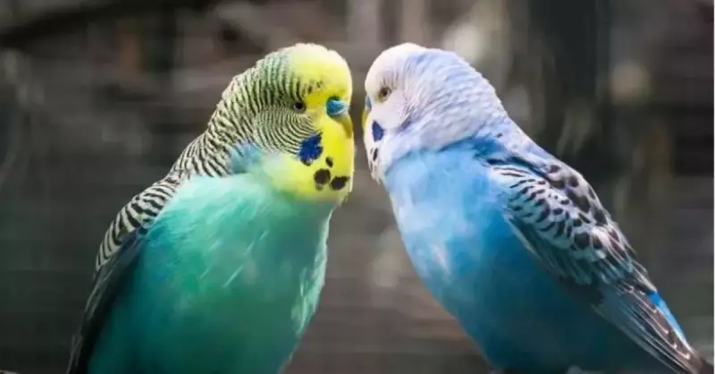 Muhabbet Kuşları Karpuz Yer Mi? İşte Cevabı ve Zararları