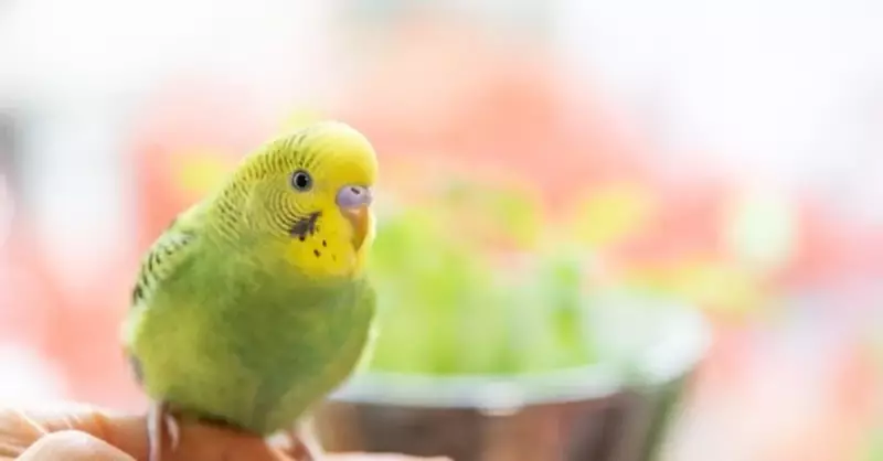 Muhabbet Kuşları Portakal ve Mandalina Yer Mi? İşte Dikkat Edilmesi Gerekenler