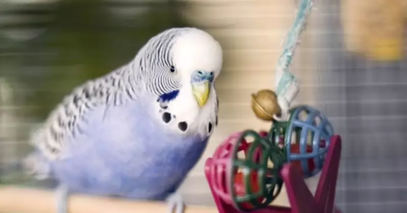 Muhabbet Kuşları Üzüm Yer Mi? Uzmanlardan Kritik Uyarılar