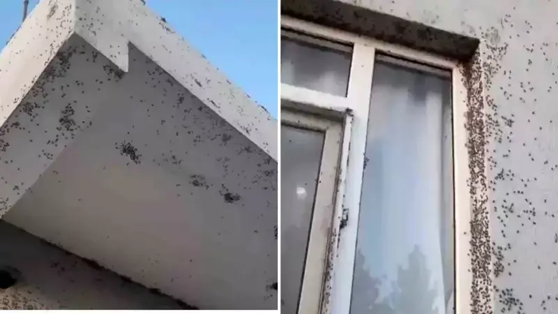 İnanılmaz Görüntü: Bir Evin Dış Cephesini Sinekler Bastı! İşte O Akıl Almaz Anlar