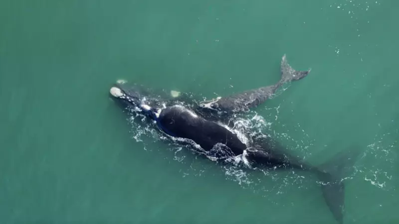 İnsan Ömrünü 200 Yıla Çıkaracak Sır: Grönland Balinasının DNA'sı