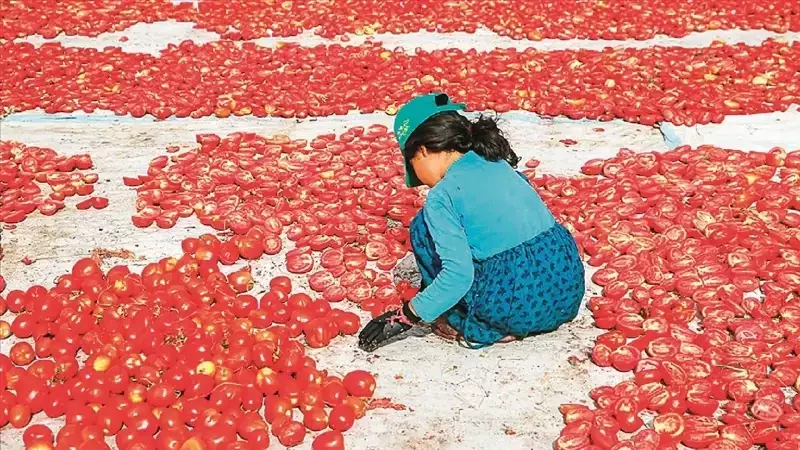 Çocuk İşçiliği ile Mücadelede 66 Bin Çocuk Kurtarıldı