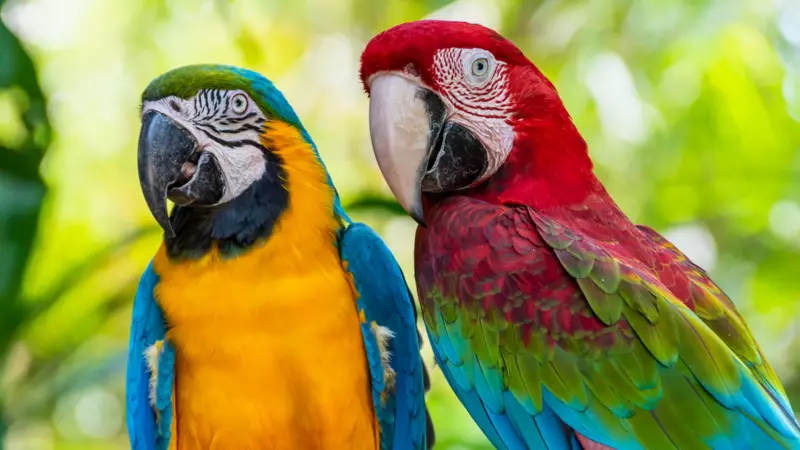 Papağanların İnsan Dilini Taklit Etme Sırrı: Sosyal Bağ ve Fizyoloji