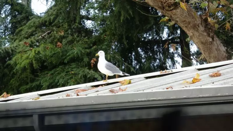 Pendik'te Okul Martısı Voleybol Toplarını Çatıdan Kurtardı