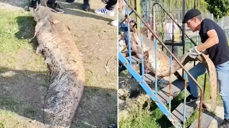 Sakarya Nehri'nde 50 Kiloluk Dev Yayın Balığı Yakalandı