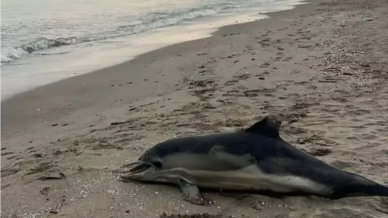 Samsun Sahiline Ölü Yunus Vurdu: Çevre Alarmı