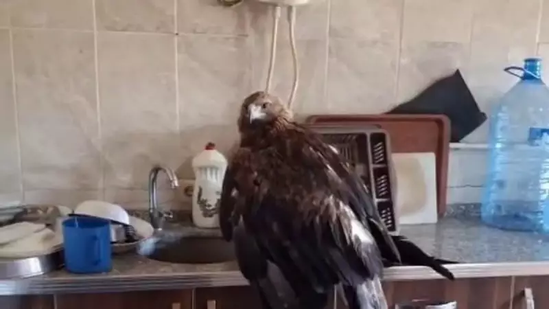 Sivas'ta Yaralı Kartalı Montuyla Kurtaran Esnafın Duygu Dolu Anları