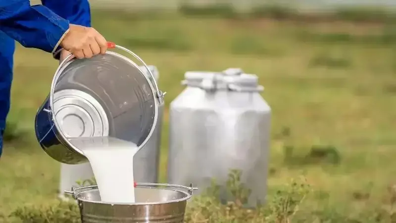 Süt Üretiminde Rekor Artış: 2024'te 23,5 Milyon Ton Bekleniyor