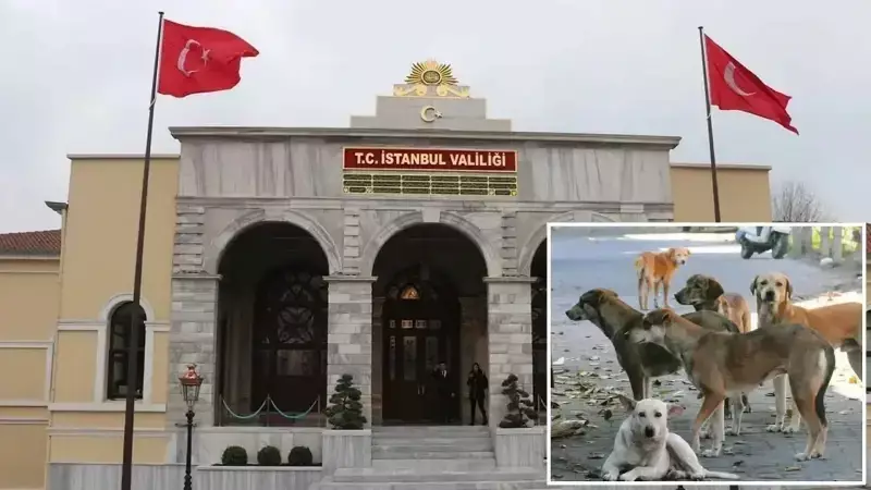 İstanbul'da Sahipsiz Hayvanlar İçin Kritik Genelge Yayımlandı