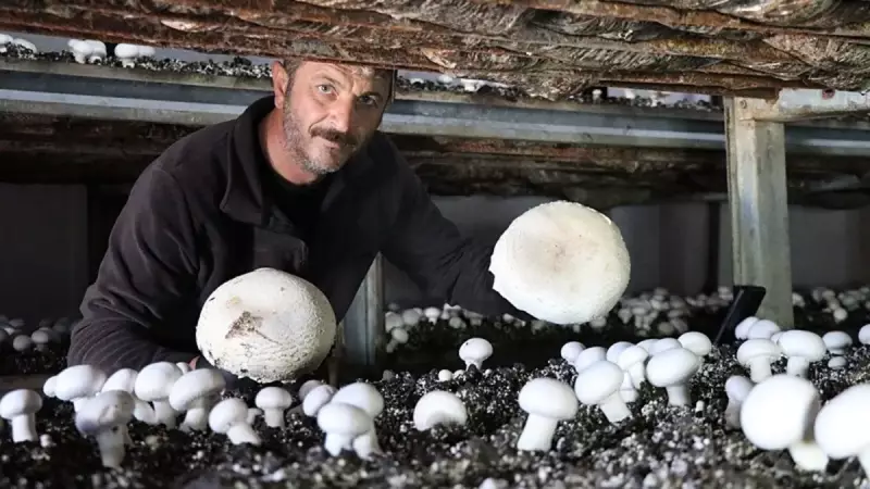 İstanbul'u Bıraktı, Erzurum'da Yılda 80 Ton Mantar Üretiyor