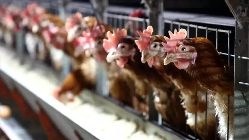 Tavuk Eti Üretimi Eylül'de Yüzde 6,9 Arttı, Yumurta Üretimi Düştü