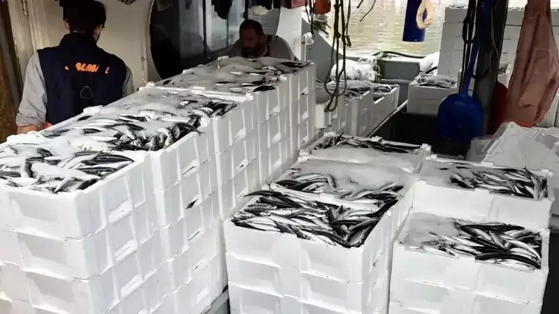 Tekirdağlı Balıkçılar 600 Kasa İstavrit ve Sardalya ile Döndü