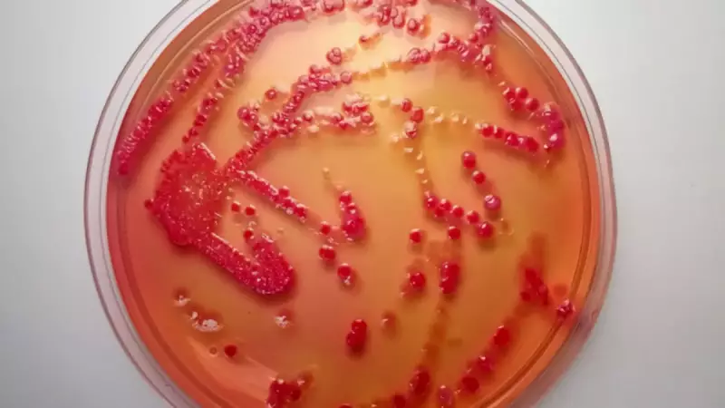 Tifo Salgını Kontrolden Çıkıyor: Antibiyotikler Etkisiz Kalıyor