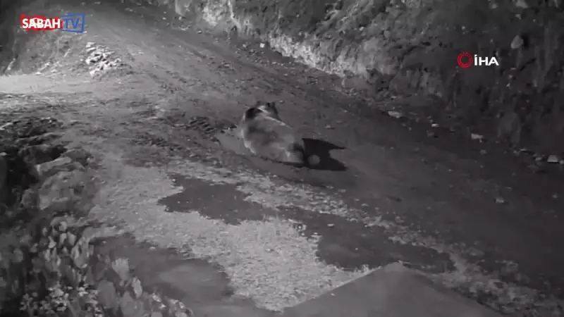 Trabzon'da Ayı Mahalle Baskını: 10 Eve Zarar Verdi, Peşine Düşüldü