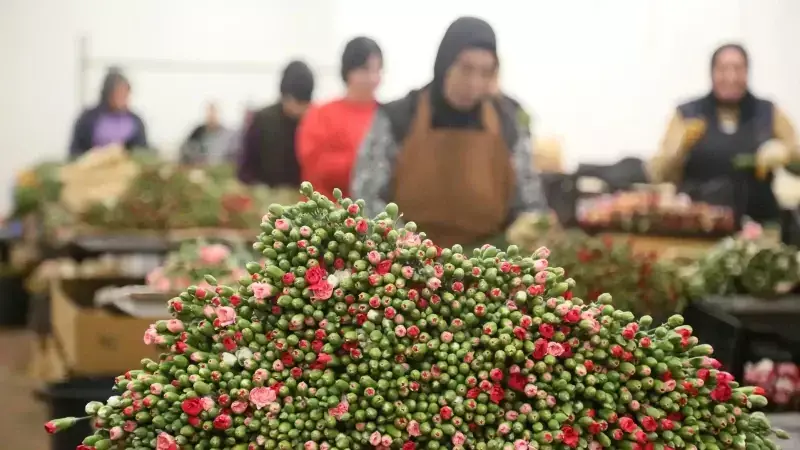 Türkiye'den Yılbaşı Çiçek İhracatı: 12 Milyon Dolarlık Beklenti
