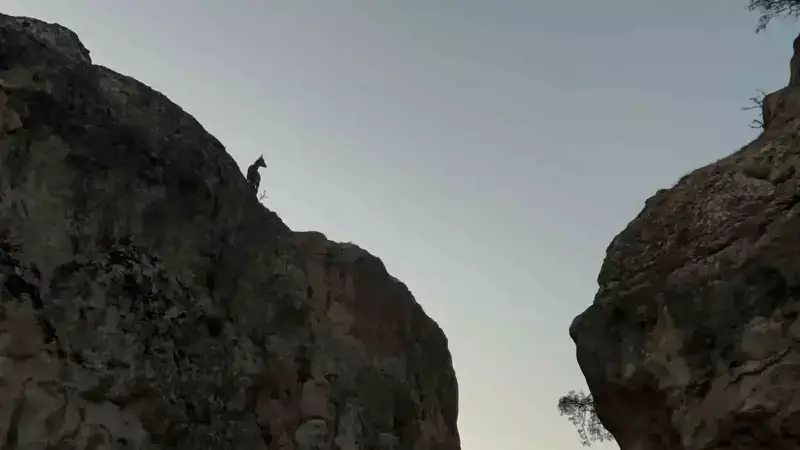 Tunceli'de Nesli Tehlike Altındaki Dağ Keçileri Görüntülendi