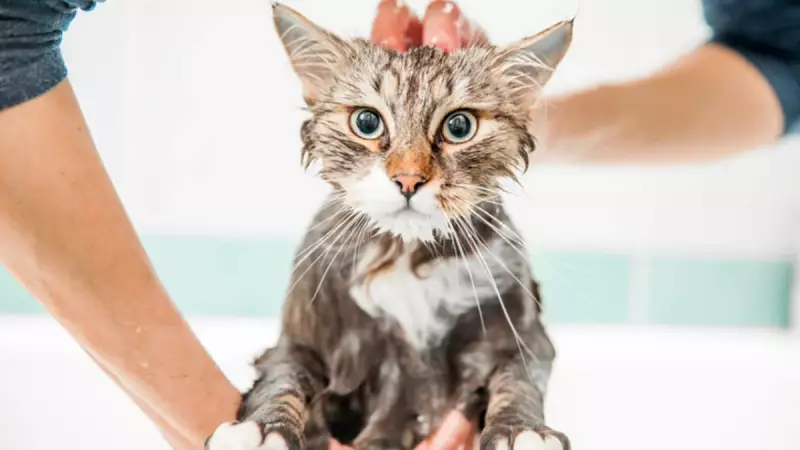 Veteriner Uyardı: Kedinizi Yıkamanın Bilinmeyen Zararları