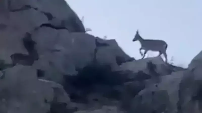 Yaban Keçileri Malatya'da Görüntülendi: Nesli Tehlike Altında