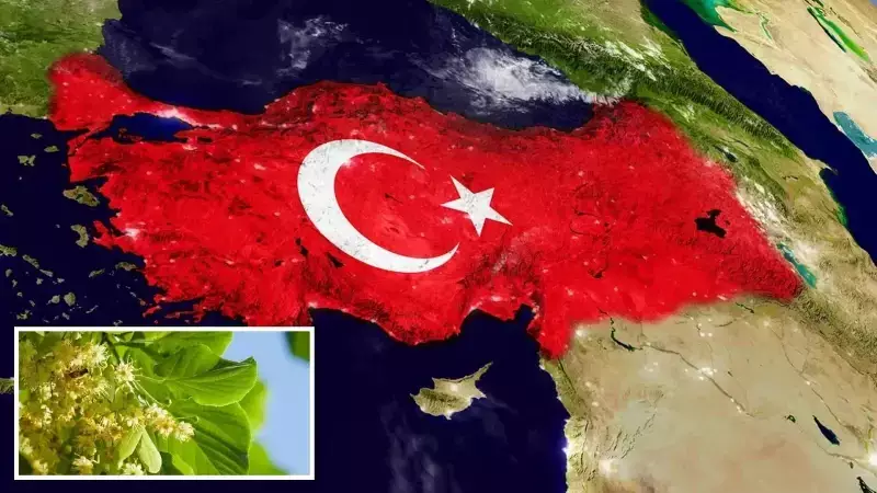 Yenice Ihlamur Balı AB'den Coğrafi İşaret Aldı: Türkiye'nin 43. Gururu